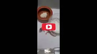 Baby geckos (part: 2)