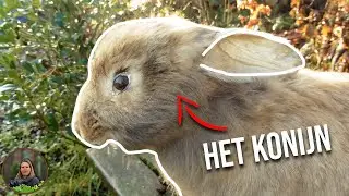 Alles Wat Je Moet Weten Over Het KONIJN! - Juf in de Natuur