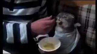 Kedimi feedliyorunm
