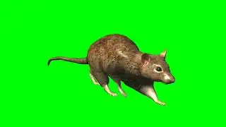 Rat green screen || Rat walk || green screen rat walk || chroma key || animation effect || 