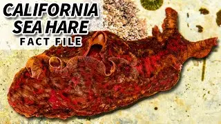 California Sea Hare Facts: a type of SEA BUNNY | Animal Fact Files