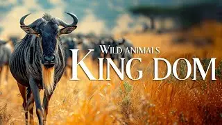 Relaxing Animal Sounds for Stress Relief