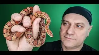 WĘŻE DLA POCZĄTKUJĄCYCH - zbożowy , mahoniowy...