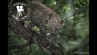 Leopard cub of Faka Nchovela ( mother leopard) on safari