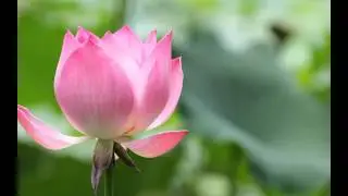 ЛОТОС  (NELUMBO)  сем. Лотосовые