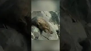 Что заставляет моржей прыгать со скал