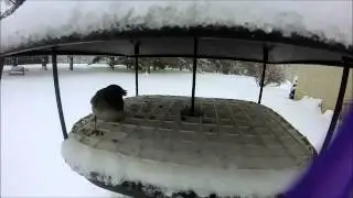 Birds in a Snowstorm!
