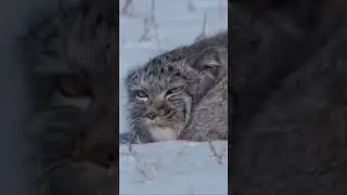 Самый пушистый кот в мире - Манул 😱 Shorts