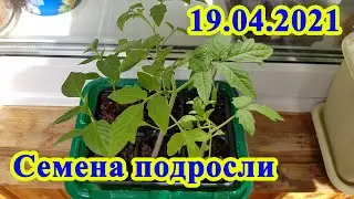 Рассада подросла 19.04.2021
