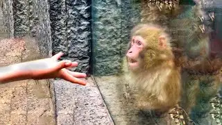 ANIMALS REACTING TO MAGIC!