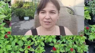 Садовый центр .Обращение к покупателям .