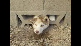 Arizona Humane Society EAMT Rescues Husky Puppy Found Stuck in a Wall