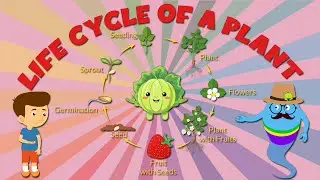 life cycle of plants for kids - Stages of Plant Life Cycle - Learning Junction
