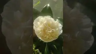 #Camelliajaponica #Camellia #камелияяпонская #камелия #цветы #растения #красота