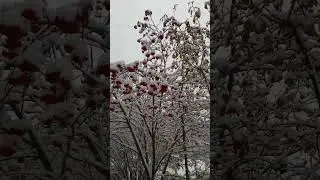 Кышларда килә инде.....