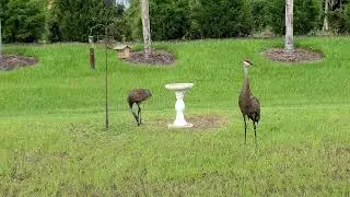 Sandhill Cranes love our yard