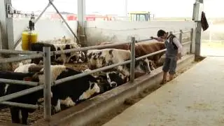 ET ÜRETME (BESİ) ÇİFTLİKLERİNE %80'E VARAN HİBE DESTEĞİ