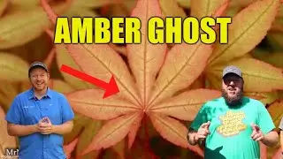 Acer Palmatum 'Amber Ghost' Nice Size Tree Planted in the Garden!  - JAPANESE MAPLES