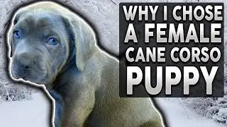 MALE vs FEMALE PUPPY! Why I Chose a Female Cane Corso Puppy!