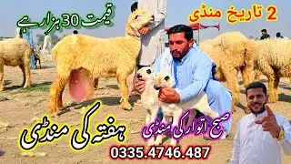 Bakra's Mandi Video 2024, Mundra, Mandi video 😱