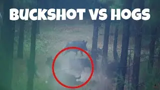 BUCKSHOT vs Feral HOGS/ 2 shotguns Population Control AND a bonus wild boar