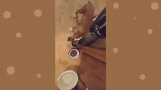Собачка и кот делают ням-ням ^^