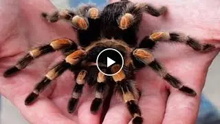 Паук вылез сам из себя