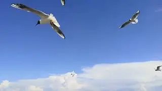 Чаечки