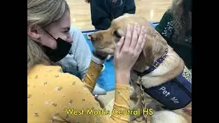 Story AKC Therapy Dog