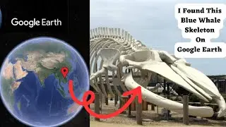 I Found This Blue Whale 🐳 Skeleton 🦴 On Google Earth 🌎 #bluewhales #google #googleearth #googlemap