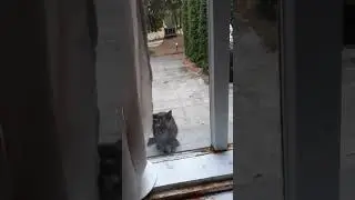 пустите котэ на богомолье