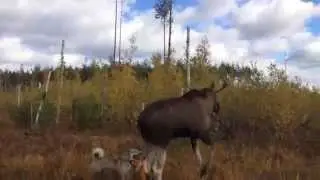 гончая и лайка держат лося