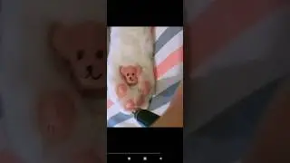 🥰улетные приколы с котами, подними себе настроение, funny animals, cats👍