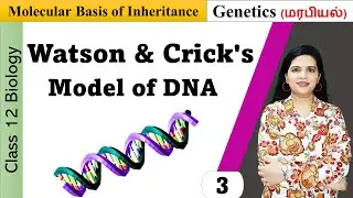 Salient Features of Double Helix DNA | Molecular Basis of Inheritance