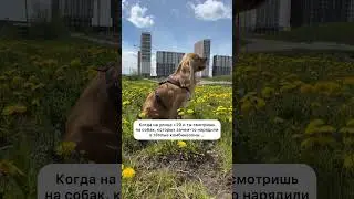 Комбинезоны для собак летом