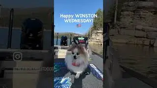 Standard American Sum-Beech, Winston Style 😁🎣 #fishing #america #bassfishing  #dogslife #forfun
