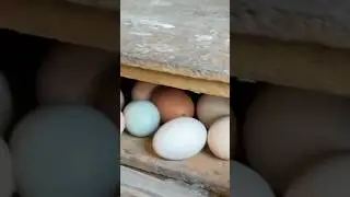 Полезные яйца 