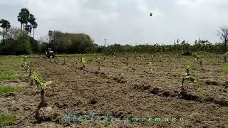 வாழை தோட்டம் VST MT 180 D mini tractor #pattatharivivasayi  #banana #field #farmer