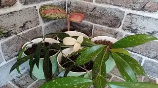 Аглаонема 10 карат 💎💎💎 Хойи🌿 / Новинки и не только...