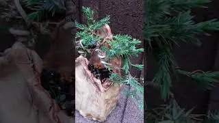бонсай из можжевельника Блу капет, каскад