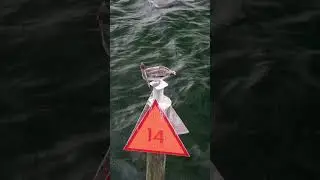 Pelican dump