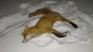 Лиса на приваде 12 отчёт.