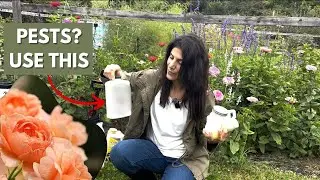 7 Organic Ways To Control Pests And Diseases In The Garden