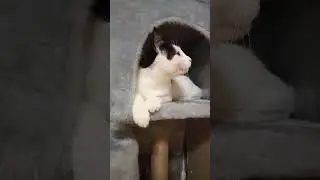 У кота появился свой дом.