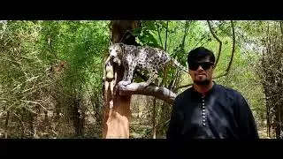 JUNGAL SAFARI