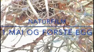 Naturfilm 1.mai og første egg.