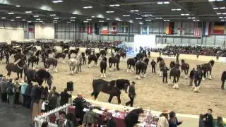 The Shire Horse Society Spring Show 2013