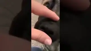 🤓+🐶=               #nerd #dogs #tiktok #repost #funnyanimals