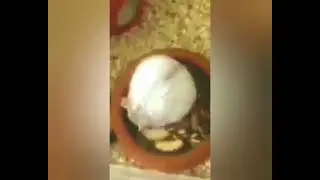 Ням Ням       #хомяк#кушает#