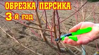 Правильная обрезка персика / 3-й год после посадки / опытный участок / proper peach pruning